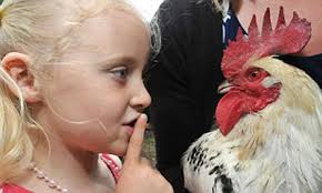 Owners of Rodney the rooster facing £5,000 fine after angry neighbours  record him crowing 76 times starting at 3.45am