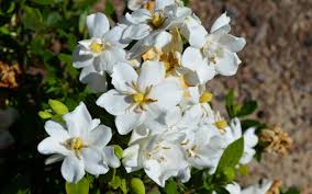 Image result for Gardenia transvenulosa
