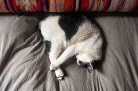 Because you know your kitty is in pain. Understanding Your Sleepy Cat