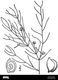 Image result for Potamogeton pusillus