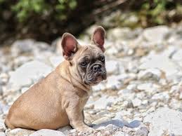 Located outside miami close to west palm beach and fort lauderdale. Magnum French Bulldogs