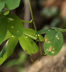 Image result for Adenia karibaensis