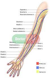 See pictures of vein and artery problems and learn about the causes and symptoms of conditions like coronary artery disease, peripheral artery your arteries and veins have a big job to do. 50 Arteries And Veins Ideas Anatomy And Physiology Medical Anatomy Medical Knowledge