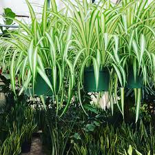 Image result for Chlorophytum stolzii