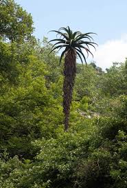 Image result for Aloe excelsa