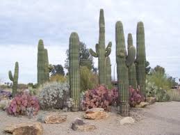 Thank you az cactus experts. This Is In Gilbert At The Riparian Preserve At Water Ranch Picture Of Mesa Central Arizona Tripadvisor