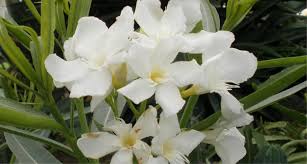 ملاحظة هؤلاء يكتبون لا بحرف كبير في أول الكلمة. Ø§Ù„Ø¯ÙÙ„ÙŠ Nerium Oleander