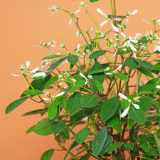 Image result for Euphorbia hypericifolia