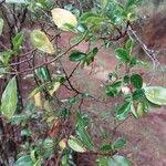 Image result for Aphloia theiformis