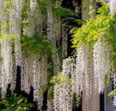 Image result for Wisteria sinensis