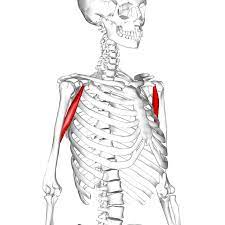 Coracobrachialis Coracoid Process Of Scapula Origin Medial Third Border Of Humerus Insertion Action Flex Shoulder Adduct Arm Anatomia