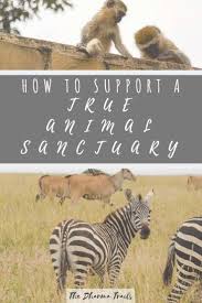How To Find A Good Animal Sanctuary Near Me The Dharma Trails Animal Sanctuary Animals Animal Experiences