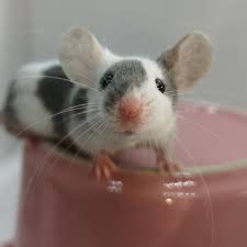 Fancy Mice Durham County Durham Pets4homes Pet Mice Fancy Mouse Cute Rats