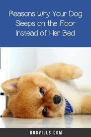 5 Reasons Why Your Dog Sleeps On The Floor Instead Of Her Bed Dogvills Video Sleeping Dogs Dogs Dog Behavior