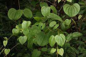 Image result for Dioscorea schimperiana