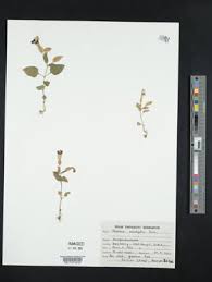 Image result for Stemodiopsis buchananii