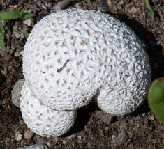 Image result for Scleroderma citrinum