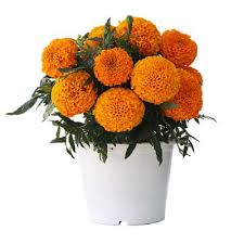 Marigold Ameriseed Bright Flowers Little Duck Tube Shape