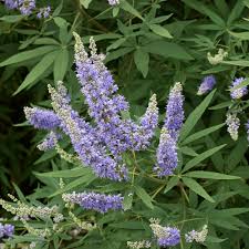 Image result for Vitex franceseana