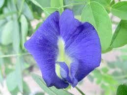 Image result for Clitoria ternatea
