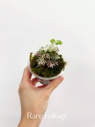 Image result for Phyllanthus polyanthus