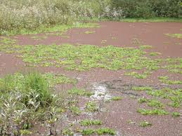 Image result for Azolla filiculoides
