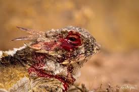 Rùng mình màn phun máu mắt tử chiến kẻ thù của thằn lằn sừng