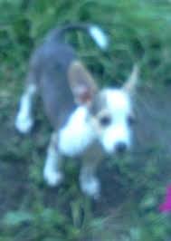 That just might include their love of dogs. Cowboy Corgi Pets And Animals For Sale Texas