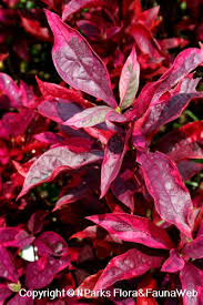 Demands attention with its bright, eye catching foliage. Alternanthera Brasiliana L Kuntze Brazilian Red Hots