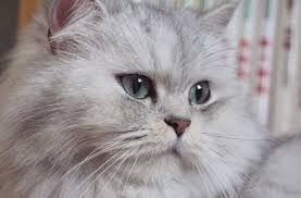 See full list on catorcat.com Chi Jpg 440 290 Cat Colors Persian Cat Doll Face Persian Cat