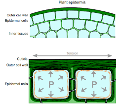 Check spelling or type a new query. In Development This Week Special Issue On Plant Development The Node