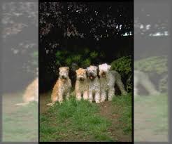 This is wheaten terrier puppies by am brsn on vimeo, the home for high quality videos and the people who love them. Soft Coated Wheaten Terrier Puppies For Sale In Usa Page 1 10 Per Page Puppyfinder Com