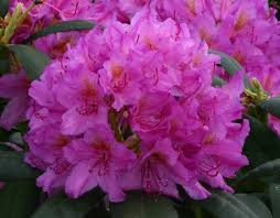 Rhododendron Delta Rhododendron Small Garden Flowers