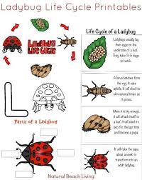 Ladybug Life Cycle Activities Free Printables For Preschool And Kindergarten Natural Beach Living Ladybug Life Cycle Activities Ladybug Life Cycle Life Cycles Activities