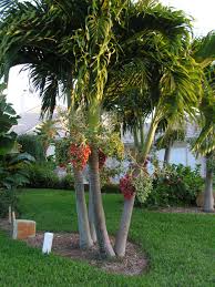 Uf Ifas Okeechobee Extension Service Christmas Palm A K A Adonidia Palm Manila Palm Dwarf Royal Palm V Palm Trees Landscaping Christmas Palm Tree Plants