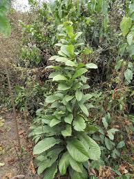 Image result for Tetracera alnifolia