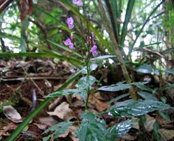 Image result for Pseudocalyx saccatus