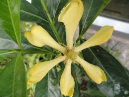 #mogra#fragranceplantscented flower plants are dream plants for every garden or gardeners. Terra Farmer Gardening And Observing Nature In India S North East Page 2