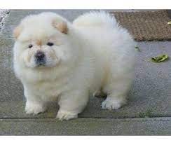 tiny micro crame white chow chow puppies chow chow puppy cute baby animals puppies