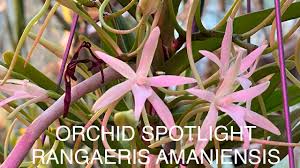 Image result for Rangaeris