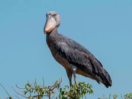Буквально звучит, как будто раздаются выстрелы!#tik tok,#тик. Shoebill Ebird