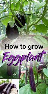 Growing Eggplant How To Grow Eggplant In A Pot Aubergine Brinjal Growing Eggplant Growing Organic Tomatoes How To Grow Eggplant