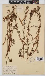 Image result for Swertia welwitschii