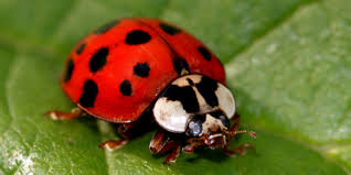 Are Black And Red Ladybugs Poisonous What S The Difference Between Ladybugs And Asian Lady Beetles Plunkett S Pest Control