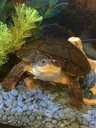 Hope you guys enjoy let me know what you guys want to see next in the comments below. 10 African Sideneck Turtle Ideas Turtle Aquatic Turtles Turtle Tank
