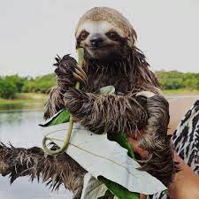 Visitsouthamerica Says Hi I M A Cute Sloth But When Wet I Become The Thing Of Nightmares Follow Visitsouthamerica Cute Sloth Cute Sloth Pictures Sloth