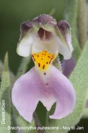 Image result for Orthochilus walleri