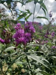 Image result for Vernonia stenocephala