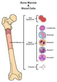 Not only does red marrow produce blood cells, but it also helps to remove old cells from. Bone Marrow Stock Photos And Images 123rf