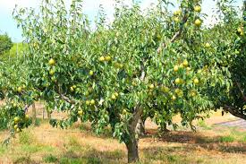 We did not find results for: How To Grow Fruiting Pear Trees Gardener S Path